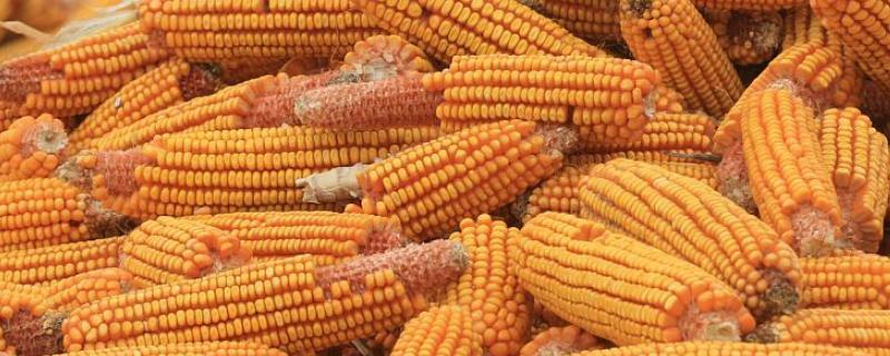 蒙玉588玉米品种简介，密度5000-6000株/亩