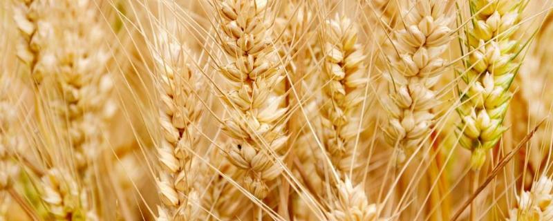 运旱1818小麦种子介绍，生育期230天