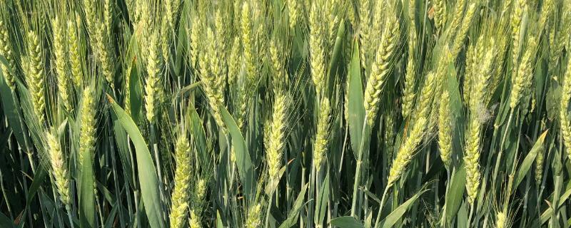 晋麦110号小麦种子特点，生育期220天