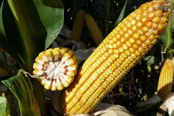 真金3962玉米种子简介，密度4500—5500株/亩