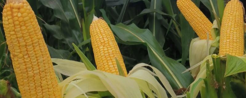 人禾668玉米种子介绍，中抗茎腐病（17.1MR）