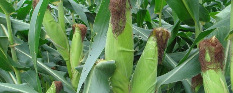 科河799玉米种子特征特性，密度4200—5000株/亩