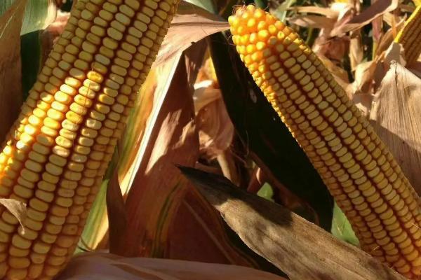 鑫育203玉米种子特点，密度4200—4800株/亩