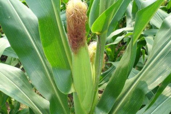 雷单198玉米种子简介，中抗茎腐病（15.2%MR）