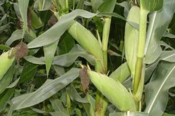 沐禾202玉米品种的特性，中抗茎腐病（15.6%MR）