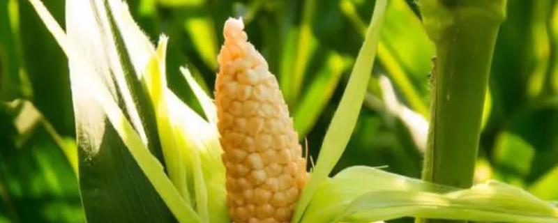 沐禾202玉米品种的特性，中抗茎腐病（15.6%MR）