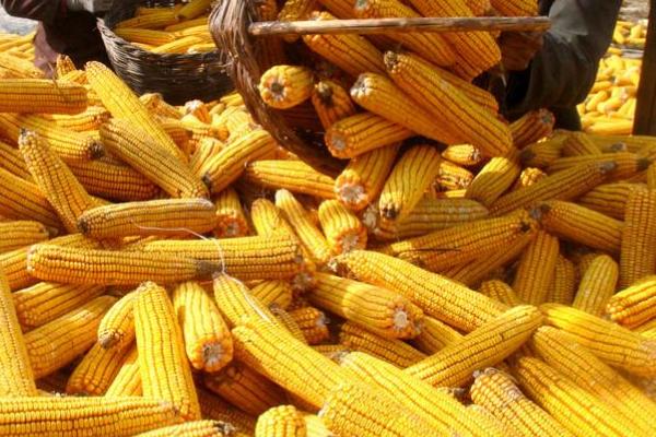 D2052玉米品种的特性，密度4000—5000株/亩