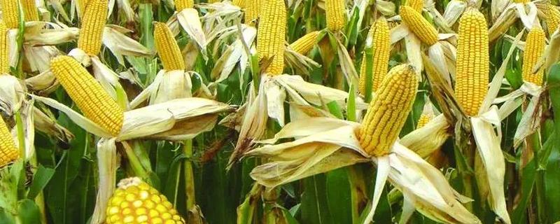 赤单610玉米种简介，密度4500—5000株/亩