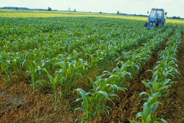 科河799玉米种子特征特性，密度4200—5000株/亩