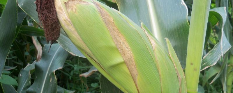鑫育203玉米种子特点，密度4200—4800株/亩