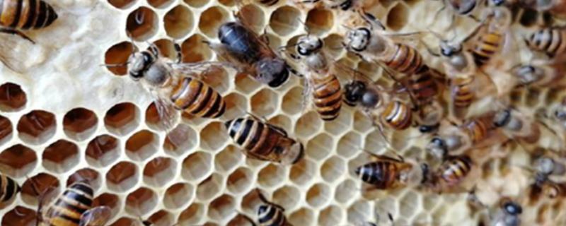 蜜蜂常见病虫害和防治方法，常见的病虫害有囊状幼虫病、爬蜂病、白垩病