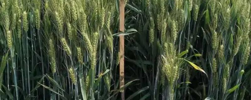 农麦125小麦种子特征特性，3月10日-4月5日播种