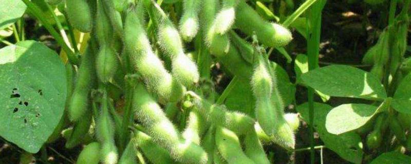 蒙黑大豆1号大豆品种的特性，5月上中旬播种