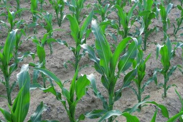沐禾2001玉米种子特征特性，适宜播种期4月下旬—5月上旬