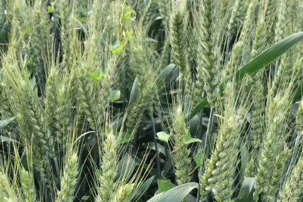 农麦125小麦种子特征特性，3月10日-4月5日播种