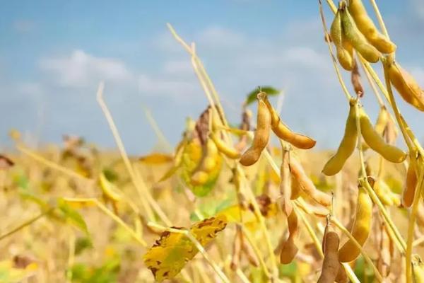 蒙科豆19大豆种简介，生育期119天