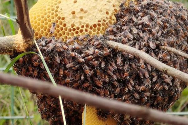 什么气味能让蜜蜂弃巢，烟味会让蜜蜂弃巢