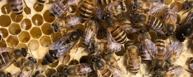 成功介王之后蜜蜂有什么表现，工蜂会饲喂蜂王、停止产卵