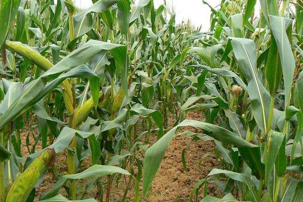 五福818玉米品种的特性，密度4000株/亩左右