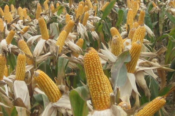 DG3131玉米种子特点，密度4500株/亩左右