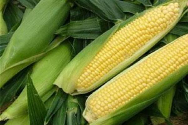 农学士03C玉米种子介绍，适宜在肥力中上等的地块种植