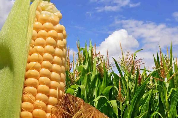 TQ3136玉米品种的特性，适宜在肥力中上等的地块种植