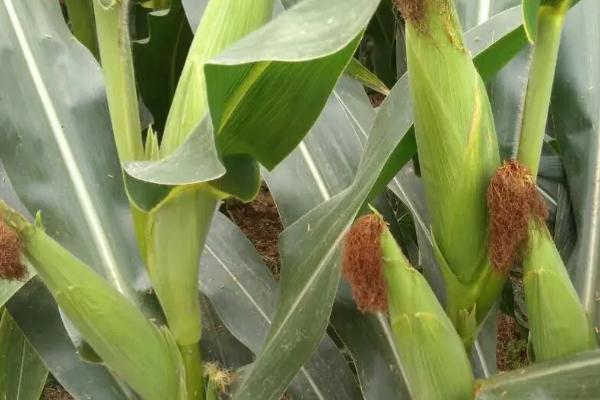 TQ3136玉米品种的特性，适宜在肥力中上等的地块种植