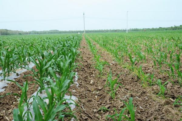 LV5588玉米种子特点，密度4500株/亩左右
