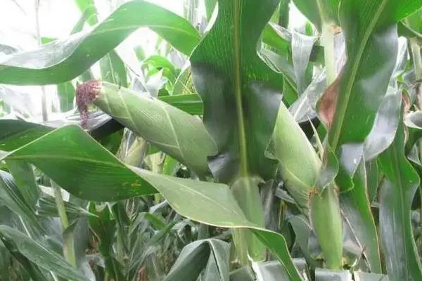丹农玉178玉米品种的特性，注意防治穗腐病、灰斑病