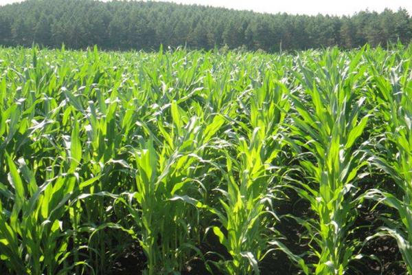 农易7887玉米种子特点，密度3500株/亩左右