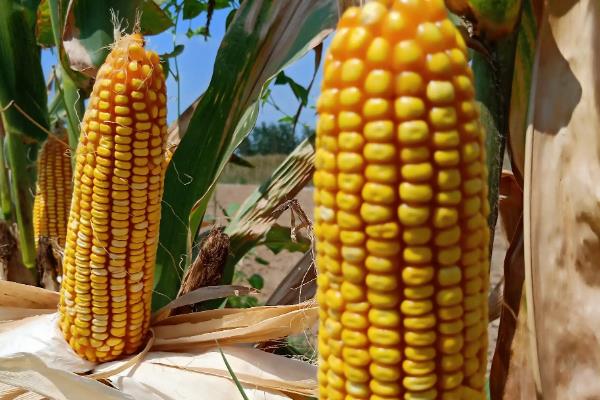 农易7887玉米种子特点，密度3500株/亩左右