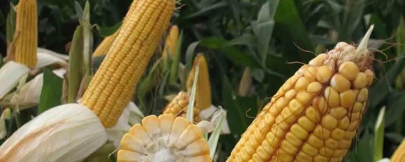 中硕5588玉米品种的特性，密度4000株/亩左右