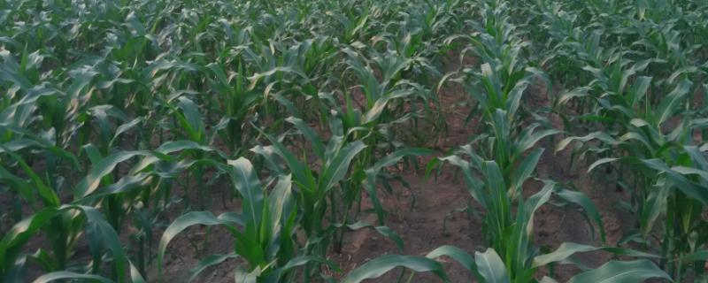 TLY202玉米种子特征特性，适宜在肥力中上等的地块种植