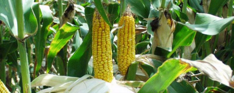 金华188玉米品种的特性，中抗穗腐病