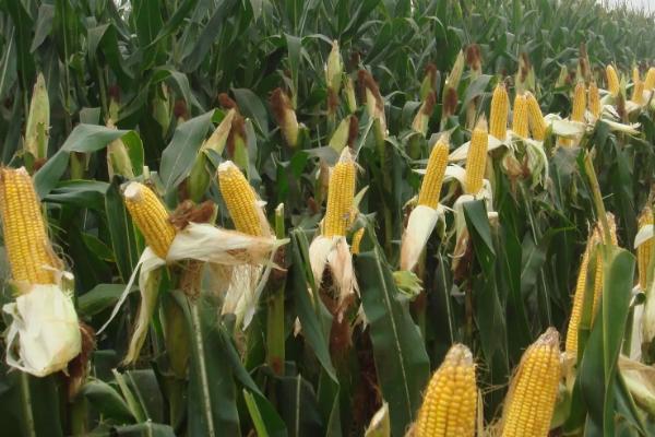 中硕5588玉米品种的特性，密度4000株/亩左右