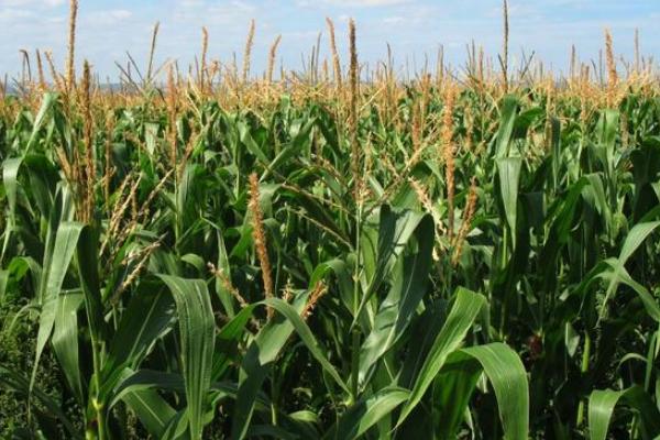 GS1798玉米种子特征特性，适宜在肥力中上等的地块种植