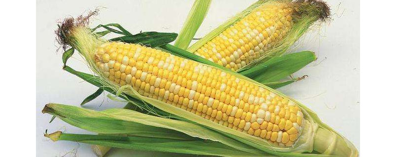 DY3309玉米品种的特性，中抗灰斑病