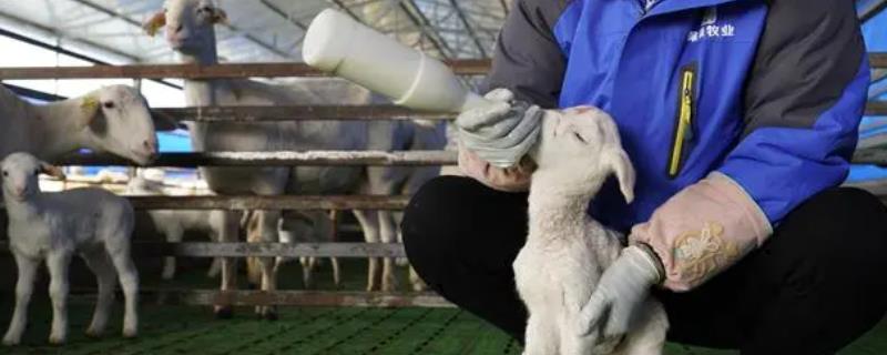 怎么对羔羊进行人工哺乳，将装有奶水的哺乳器塞到羔羊嘴中、使其自行吮乳