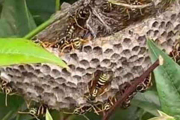 狗屎蜂介绍，也被称为草蜂