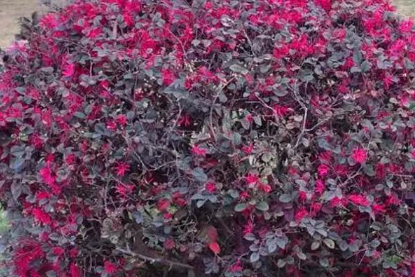 什么是红花檵木，属于金缕梅科、檵木属植物