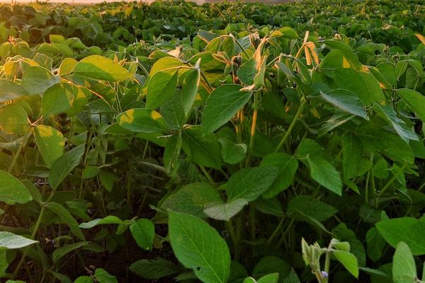 开鲜豆6号大豆品种的特性，在中等以上肥力地块种植