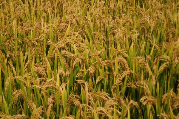 东壮稻777水稻品种简介，属中晚熟品种
