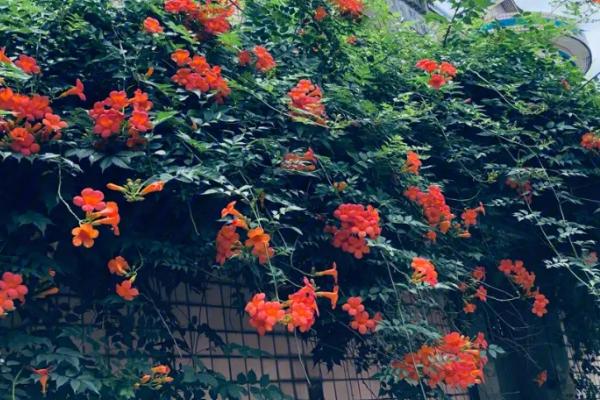 什么是凌霄花，属于紫葳科、凌霄属植物