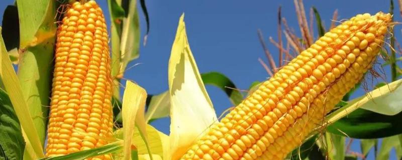 神农A1玉米品种的特性，注意防治大斑病