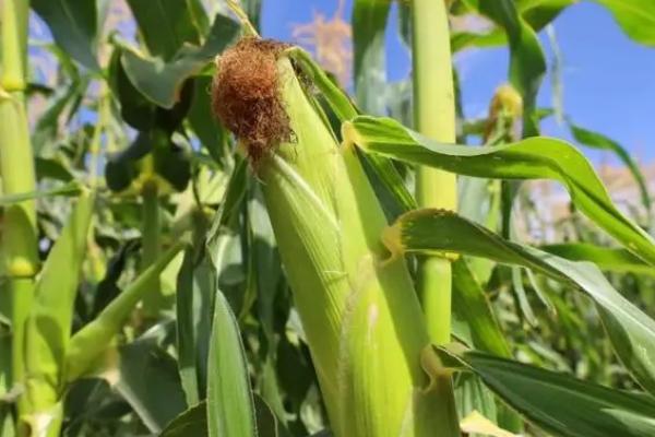 辽玉2000玉米种简介，注意防治大斑病