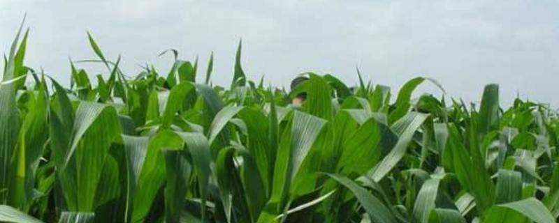 吉单417玉米种子特征特性，中等肥力以上地块栽培