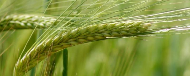 吉春30小麦品种简介，高抗秆锈病