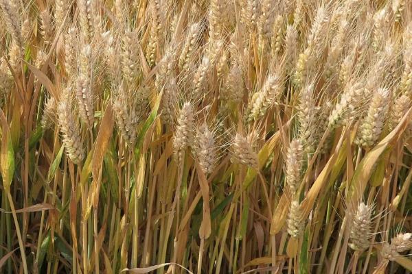 吉春30小麦品种简介，高抗秆锈病