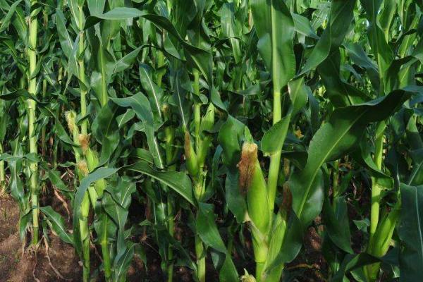 黑糯305玉米品种的特性，4月下旬至5月上旬播种