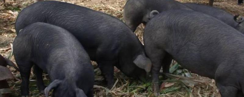 吉林辽源的特产，东辽黑猪是中国国家地理标志产品